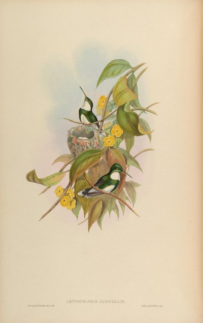 Leucochloris albicollis بواسطة جون جولد